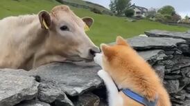 VIDEO | Perro akita y vacas se hacen viral por su particular forma de relacionarse