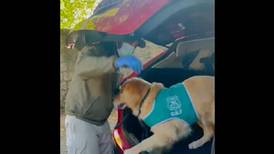 [VIDEO] Perros Ellen y Derby olfatearon miles de dosis de droga al interior de todoterreno en Peumo