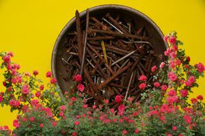 Clavos oxidados: el INSÓLITO secreto para un jardín floreciente