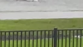 VIDEO | Huracán "Ian" dejó a un tiburón nadando en medio de la calle en Fort Myers