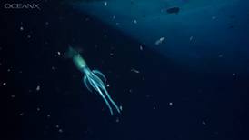 Grupo de investigadores captan a raro calamar en el Mar Rojo que mide más que un humano