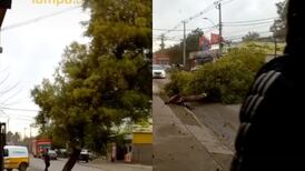 VIDEO | Otro más: Fuertes ráfagas de vientos por temporal en la zona central lograron tumbar un árbol en Lampa