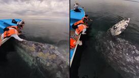 VIDEO | Un encuentro inimaginable: Turistas logran ver y acariciar una ballena gris 