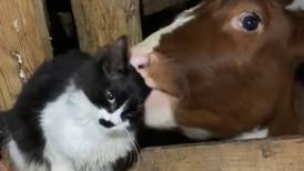 VIDEO | Viral: Vaca limpia a gato con su lengua y esta es la reacción del felino