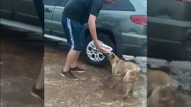 VIDEO | Hombre alimenta a perritos abandonados bajo la lluvia