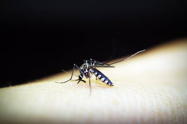 Dengue en Chile: Senapred declara Alerta Amarilla para Los Andes tras hallazgos de múltiples focos