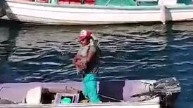 VIDEO | Tierno pelícano solo buscaba cariño entre grupo de pescadores en México