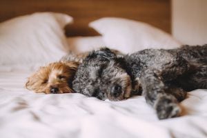 Diabetes en perritos y gatos: ¿Qué es y cómo evitar que la padezcan tus mascotas?