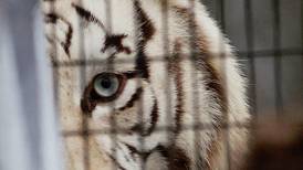 Ataque de tigre en Parque Safari de Rancagua: revelan que animal lesionó a tres trabajadores