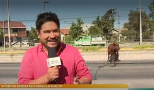“Es tremendamente irresponsable”: Priscilla Vargas se lanzó contra cobertura de Gino Costa en CHV