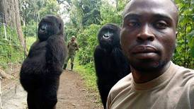 Murió gorila conocida por sus selfies en redes sociales: falleció en los brazos de su cuidador