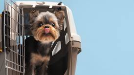 Viajar con mascotas en el avión: Conoce cuáles son los requisitos para llevar a tu pequeño peludo de paseo
