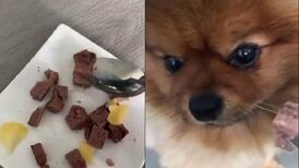VIDEO | Si no es así, entonces no: Perrito se vuelve viral por alimentarse de una forma muy entretenida