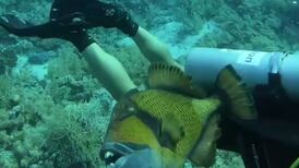 VIDEO | Captan el momento en que pez ballesta de dientes humanos muerde a un buzo