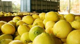 Ácidos ladrones se robaron 40 mallas de limones para Semana Santa en Olmué