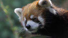 Murió Kelú: el primer panda rojo que nació en Chile