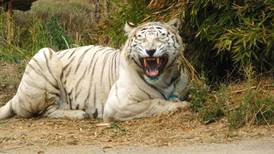 Parque Safari en Rancagua: ¿Qué pasará con el tigre que atacó a trabajadora?
