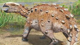 Stegouros Elengassen: así es la nueva especie de dinosaurio acorazado descubierto en Chile