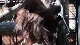 Viral: Orangután nos demuestra la peor forma de usar mascarilla
