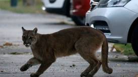 Puma atacó a un perro en Lo Barnechea: dueña golpeó al felino con un palo para que lo soltara