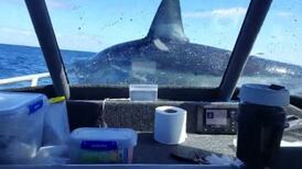 VIDEO | Gigantesco tiburón saltó sobre un bote pesquero en Nueva Zelanda
