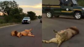 VIDEO | León se hace viral tras gracioso registro en Sudáfrica