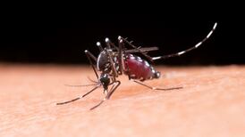 Dengue en Chile: Minsal confirma 135 casos en Chile continental