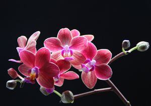 Revelamos los secretos para extender la vida de tus orquídeas