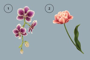 Test de personalidad: Descubre si eres alguien petulante eligiendo una flor