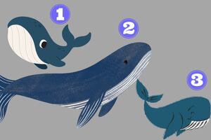 Test de Personalidad: ¿Qué debe comprender tu alma en este momento? Elige una ballena y desúbrelo