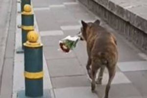 VIDEO | Perrito se hacer viral al llevar flores al funeral de su dueño y demostrar su amor incondicional
