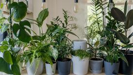 7 consejos para cuidar tus plantas durante el invierno