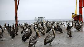 Gripe aviar: SAG detectó dos nuevos casos en Iquique y Antofagasta