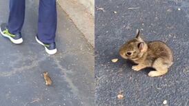 VIDEO | ¿Me adoptas?: Pequeñísimo conejo brinca para alcanzar un humano y registro se vuelve viral