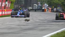VIDEO | Fórmula 1: Marmota se salvó de ser aplastada por Carlos Sainz y Fernando Alonso en el Gran Premio de Canadá
