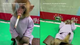 Zoológico obligó a mono bebé a fumar para una campaña sobre los peligros del tabaco