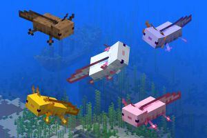 Ajolotes en Minecraft: ¿Dónde encontrarlos y cómo criarlos?