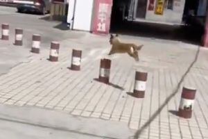 VIDEO | Perrito hace acrobacias en la calle y se hace viral