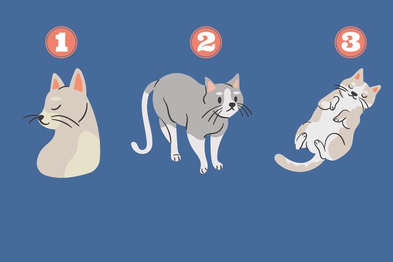 tres gatos haciendo diferentes gestos: el primero mirando hacia el lado, el segundo parado en sus cuatro patas y el tercero acostado de espalda.