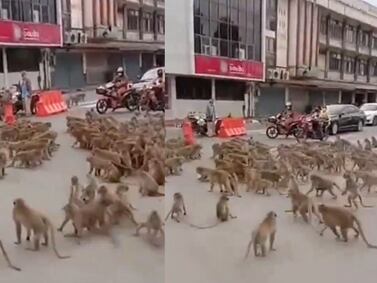 Video | Violenta pelea de bandas rivales de monos en Tailandia: animales se estarían apoderando de la ciudad