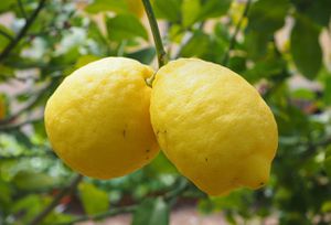 El limonero: Guardián de la prosperidad y el bienestar