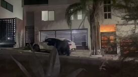 VIDEO | Como si fuera su casa: Captan a gigantesco oso negro paseándose en Monterrey y dejó un "regalito"