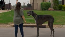 VIDEO | ¡Es enorme! Este es el perro con el Récord Guinness por ser el más alto del mundo