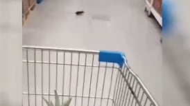 VIDEO | Registran a ratón por los pasillos de supermercado Lider: Seremi de Salud ordenó sumario