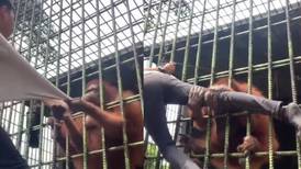 VIDEO | El susto de su vida: Joven se acerca a jaula de orangután y el primate lo ataca hasta casi romper su pierna