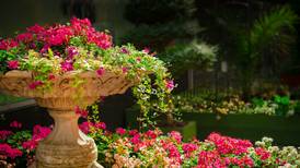 3 consejos domésticos prácticos para el cuidado y protección de tus plantas en primavera