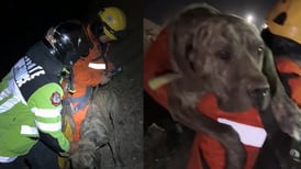 VIDEO | Bomberos rescata a perro que cayó a gran altura en el Morro de Arica: Se busca a su familia