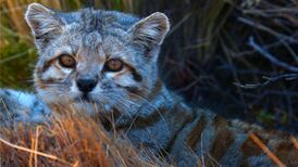 VIDEO | En el mes de los felinos: ¡Conoce al gato andino! Especie única en el mundo que vive en Chile