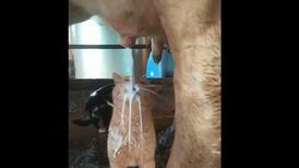 VIDEO | ¡100% natural!: Tiernos gatitos se viralizan por tomar leche directo de la ubre de una vaca