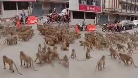 Video | Violenta pelea de bandas rivales de monos en Tailandia: animales se estarían apoderando de la ciudad